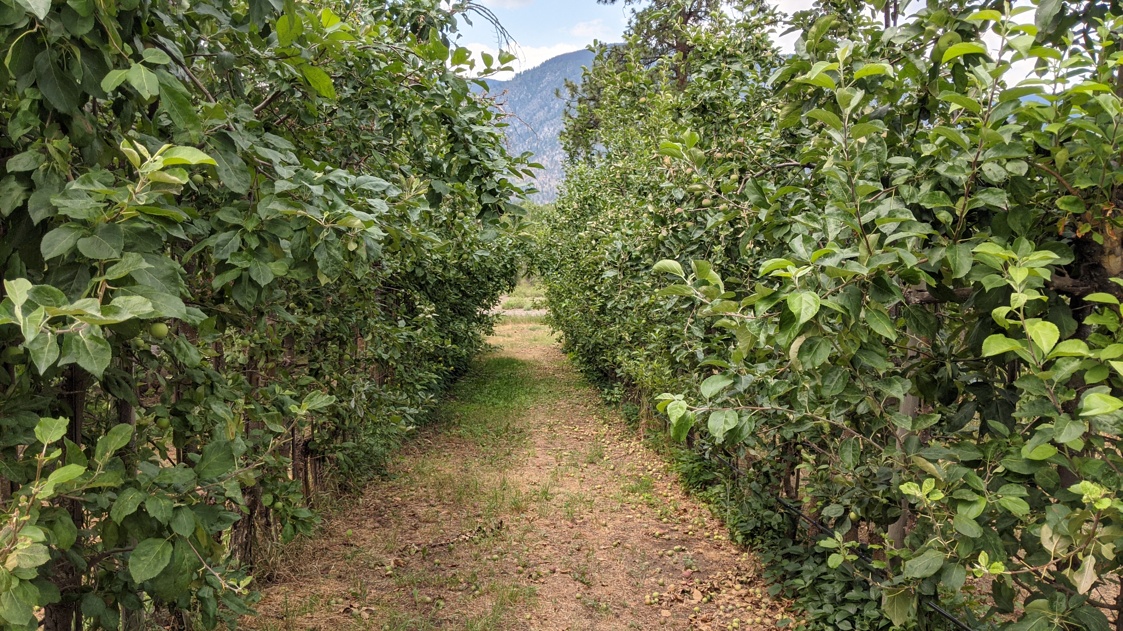 Forbidden Fruit Winery