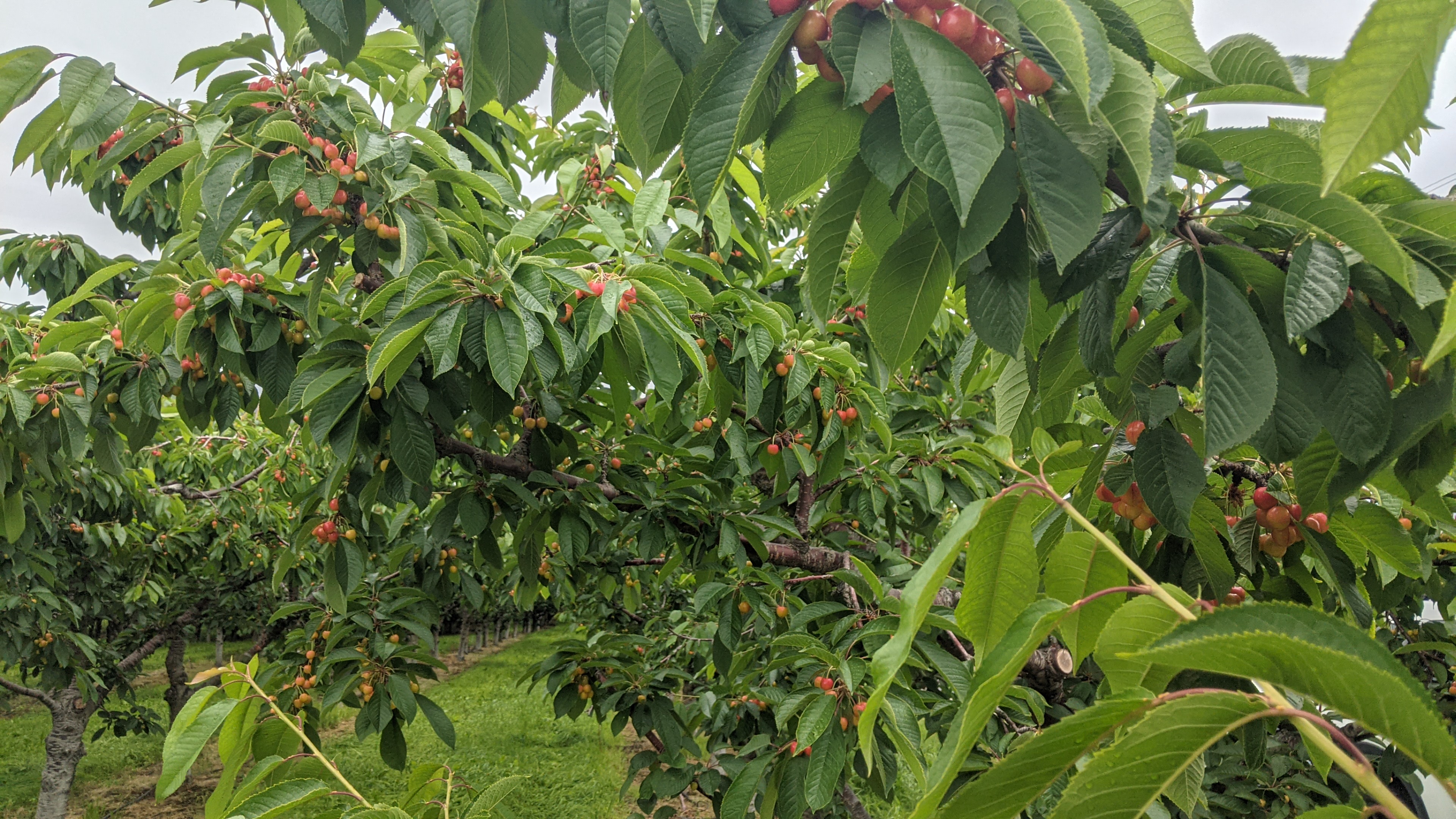 Sleeping Giant Winery